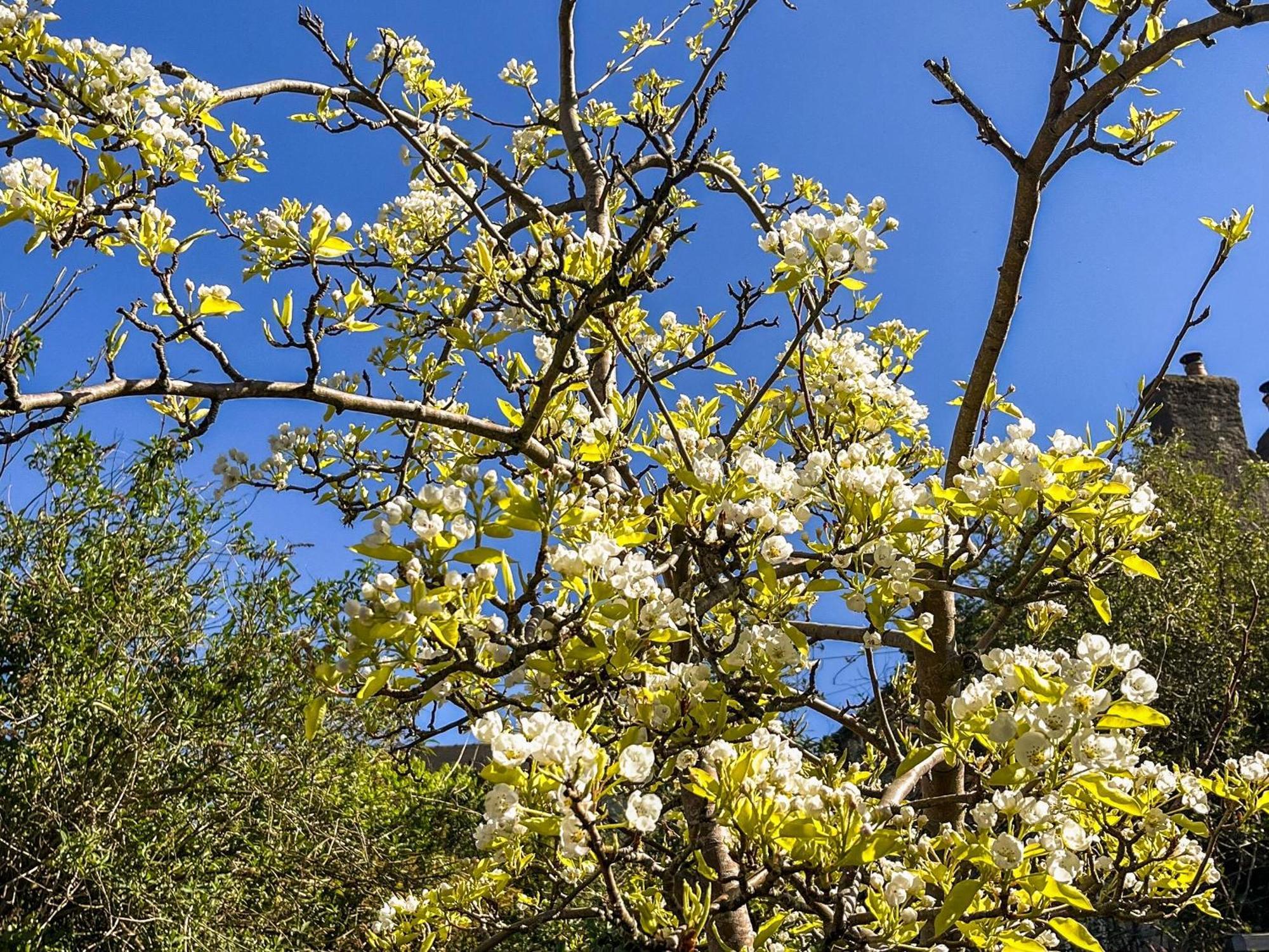 Pear Tree Cottage Wirksworth Ngoại thất bức ảnh
